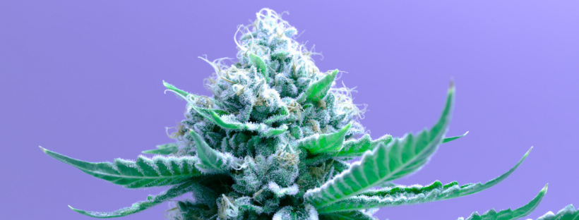 Best Indica Strains To Try