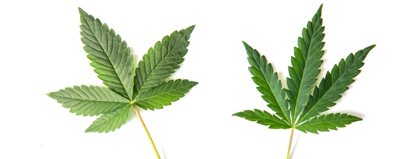 Indica vs. Sativa What’s the Difference