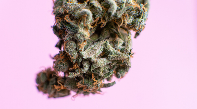 Blowing Up the Big Myths About Indica vs. Sativa Strains