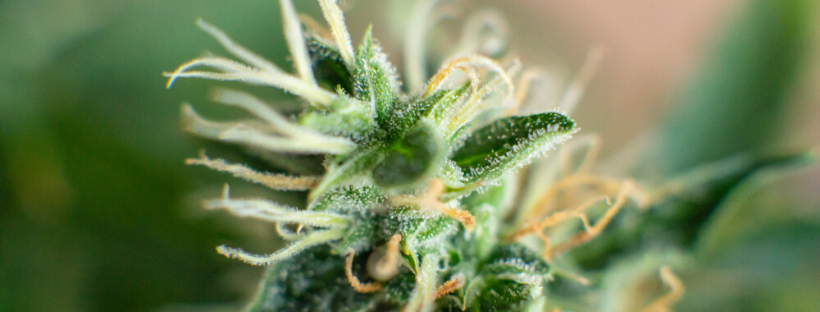 What Are Sativa Strains Known For